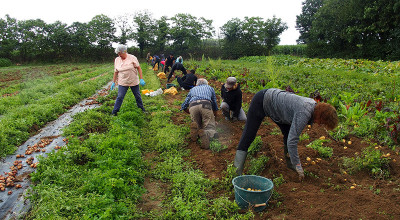 Histoires_collectives__Dans_les_Jardins_solidaires_legalite_passe_par_lassiette_P1010193-800px